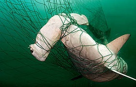 Mo hammerhead shark caught in net 4395